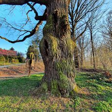 Pedunculate oak at the gondola pond (Oppach)