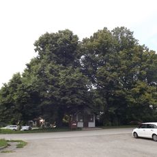 Lípy u Božích muk u Stojčína