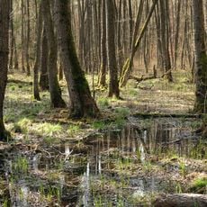 Faulbruch von Münster