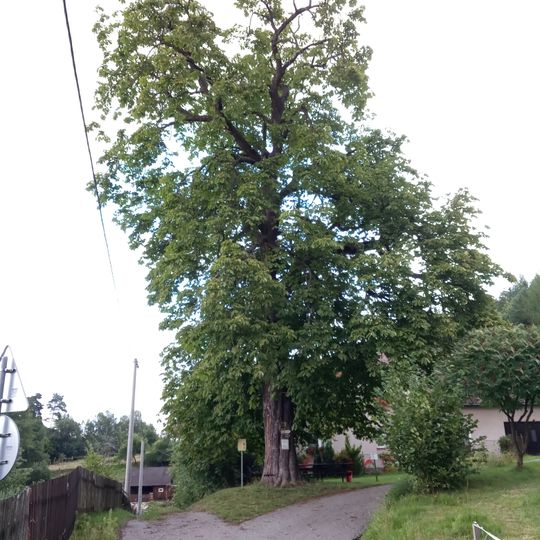 Horse chestnut in Havlovice