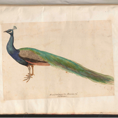 Naturstudien
