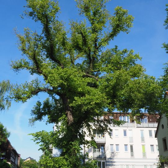 Flatter-Ulme Altübigau