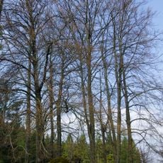 Buky u černé kapličky