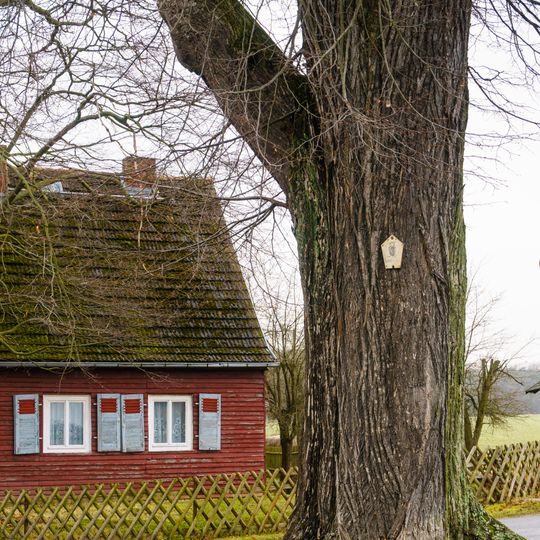 Lime Tree in Frauwalde