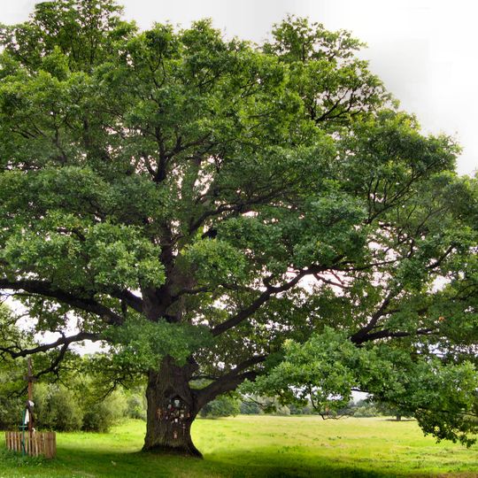 Ogród i otoczenie krajobrazowe