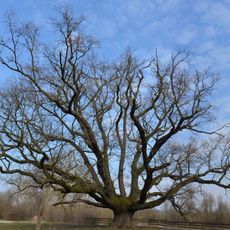 Споменик природе Храст Коче Капетана