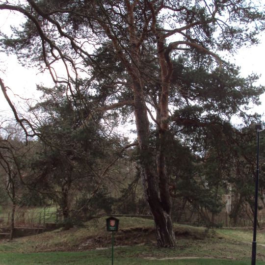 Borovice lesní ve Starých Splavech