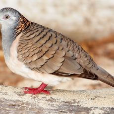 Dan Dan National Park