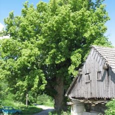 Řepešínská lípa