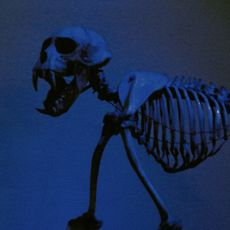 Alfredo Dugès Museum