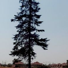 Baum