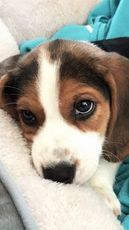 Winston The Beagle