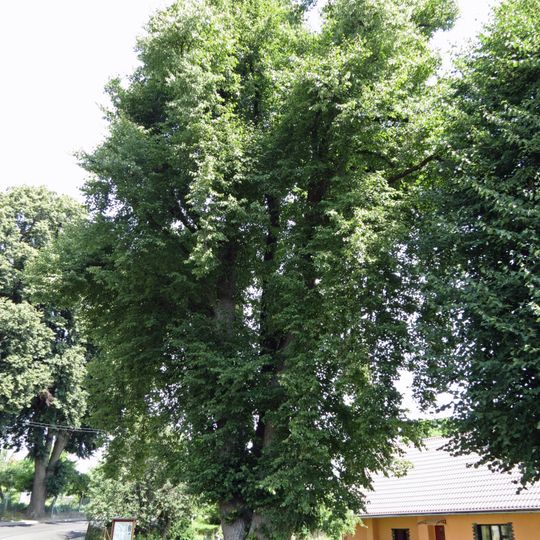Lípa srdčitá - Tilia cordata