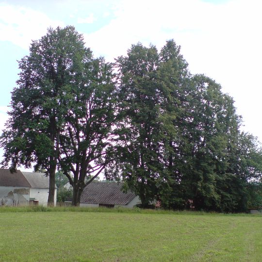 Buk, jilm a lípy za humny v Ratiboři