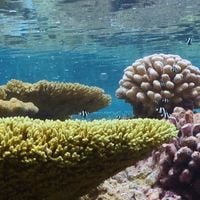 パルミラ環礁