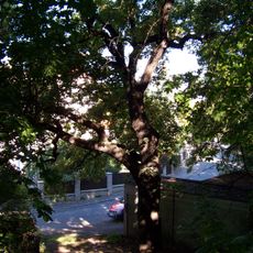 Duby letní na Pavím vrchu