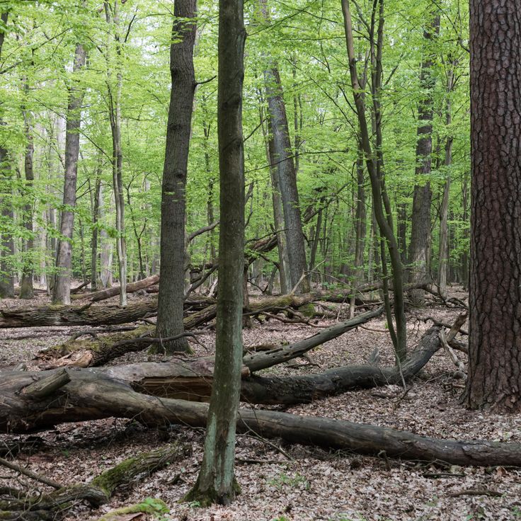 Stefan Starzynski Nature reserve Kabacki forest