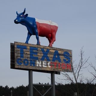 Texas connection kráva