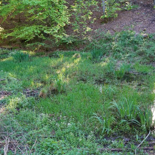 Feuchtbiotop Pfaffensteig