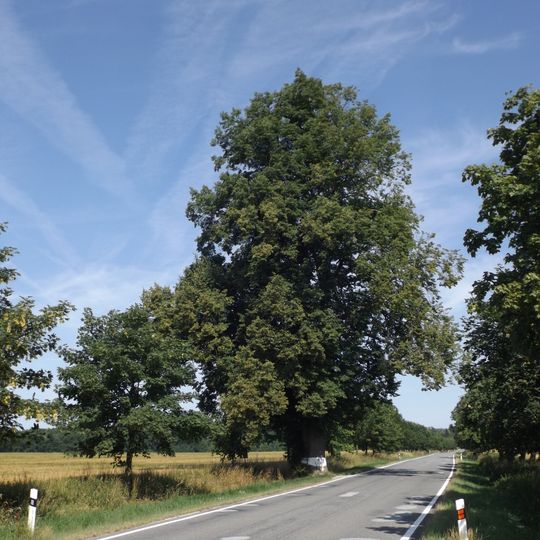 Lípa u silnice k Lodhéřovu