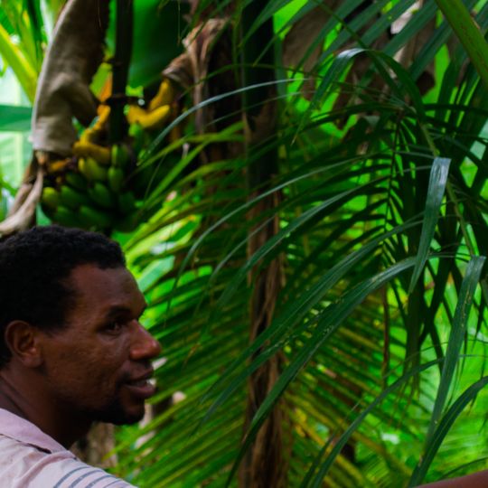 Parc d'État de Jacupiranga