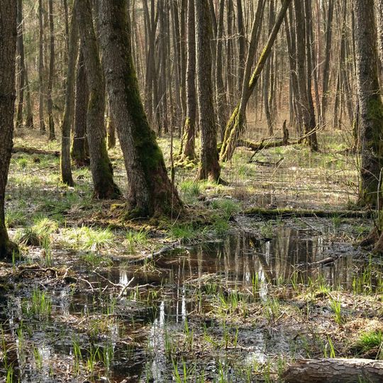 Faulbruch von Münster
