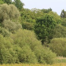 Feuchtgebiet "Unter der Mühle"