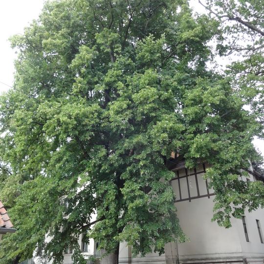 Naturdenkmal Sommerlinde