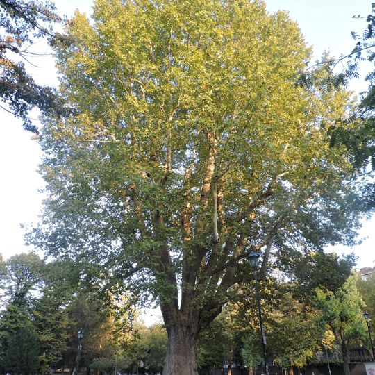 Platano della Tesoriera