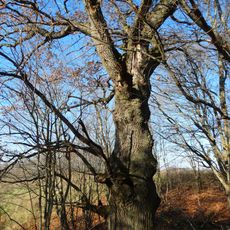 Karklotės ąžuolas