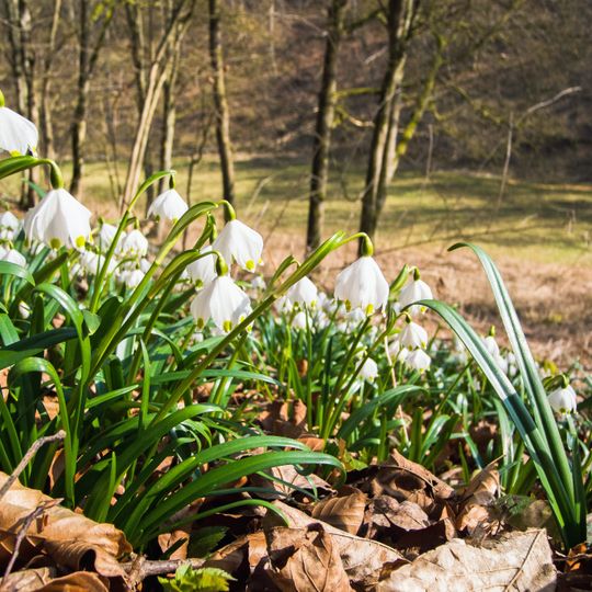 Ofenloch - Hagener Tobel