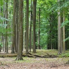 Nature reserve Żywiec Dziewięciolistny