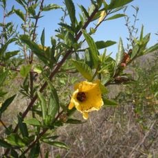 Capricorn Coast National Park