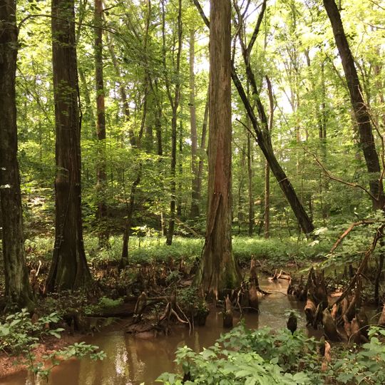 Battle Creek Cypress Swamp Sanctuary