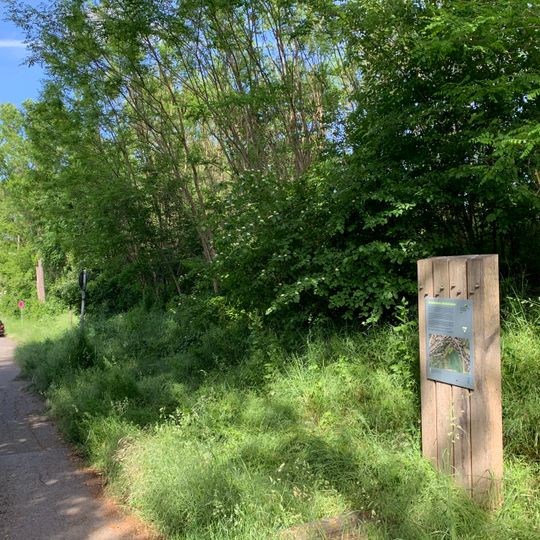 Gehölzgruppe in den Maierwiesen