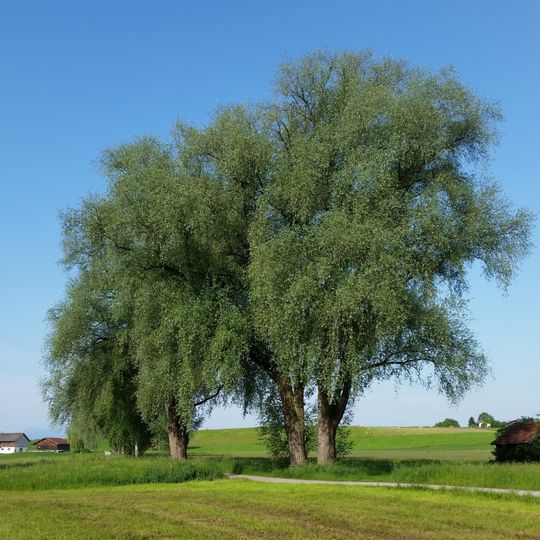Schutz des Abtsdorfer Sees und der ihn umgebenden Landschaft