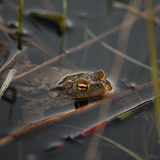 Lilla Boda naturreservat