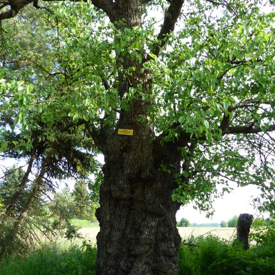 Pyrus communis in Friebestraße, Dresden-Gostritz