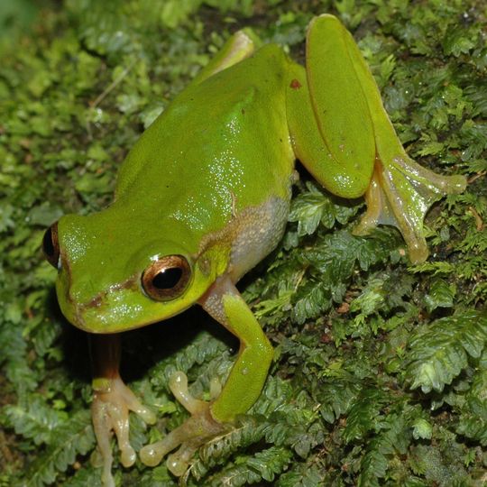 Conondale National Park
