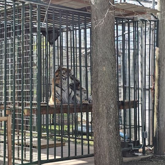 Cedar Cove Feline Conservatory & Sanctuary