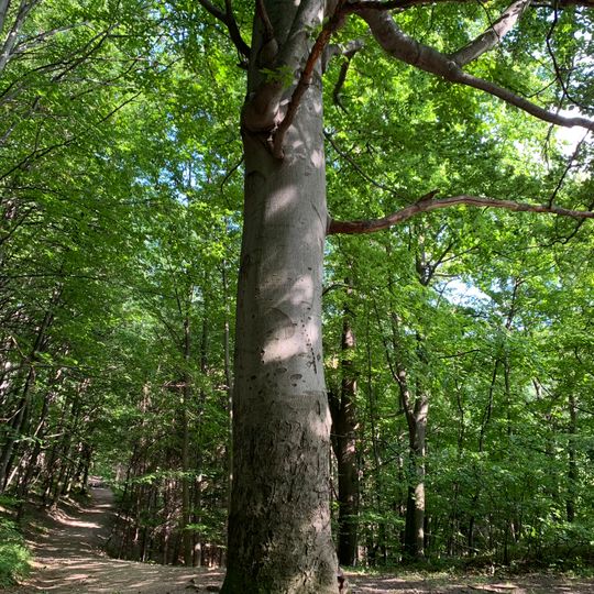 Buk Černých myslivců