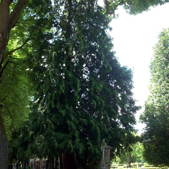 Zerav obrovský v Jihlavě