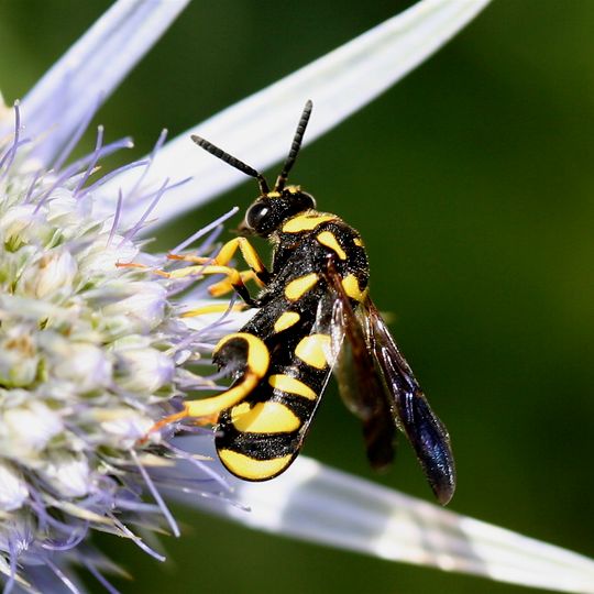 Giardino etnobotanico d'Eyne