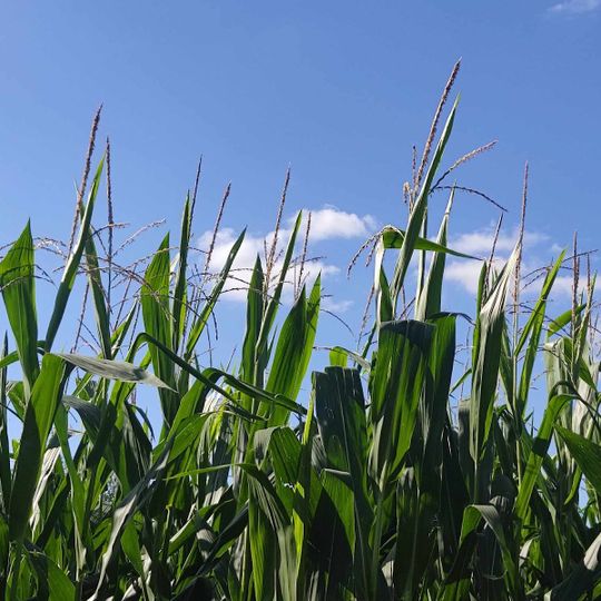 Pop Corn Labyrinthe Auch -