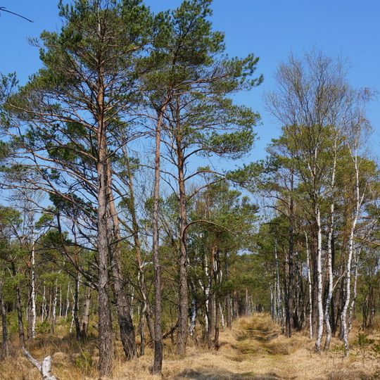 Altwarmbüchener Moor