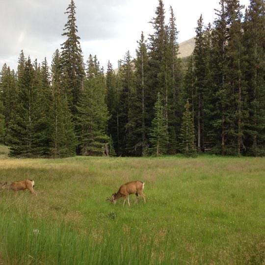 Wheeler Peak Campground