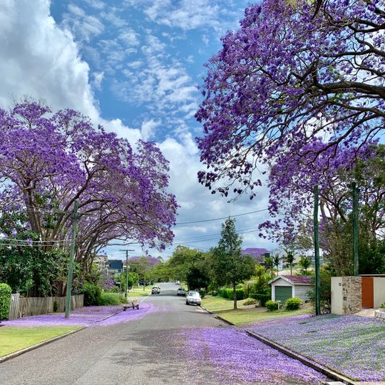 Jacaranda Walk