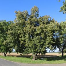 Lípa malolistá v Hořátvi