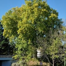 Platanus tree 1 (east) by the bridge