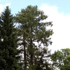 Modříny u sochy sv. Františka Xaverského v Neratově